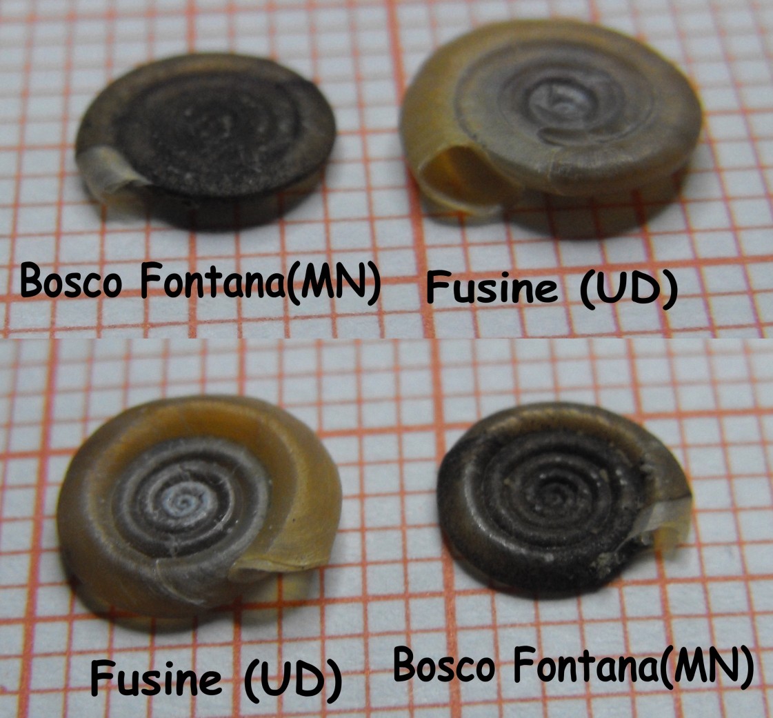 Anisus (Disculifer) vorticulus (Troschel 1834)