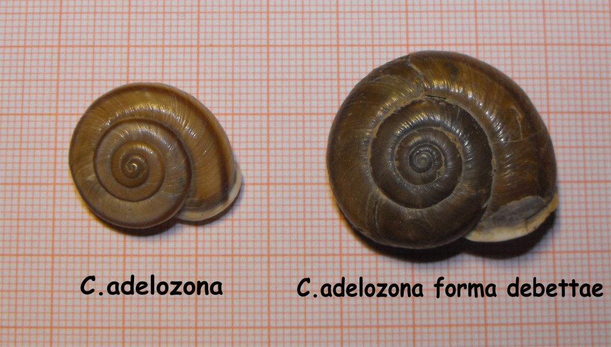 Chilostoma adelozona