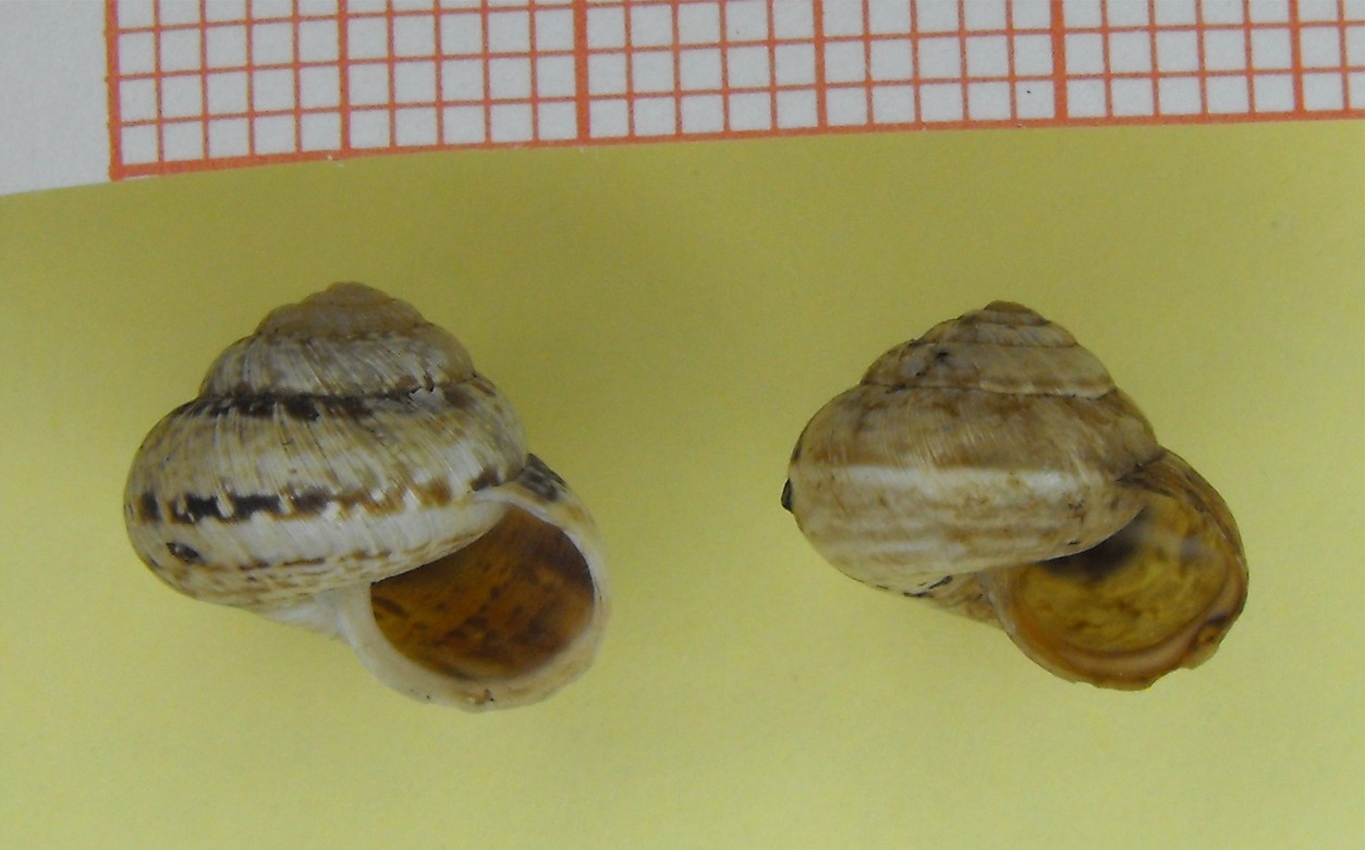 Ichnusomunda sacchii Giusti & Manganelli, 1998