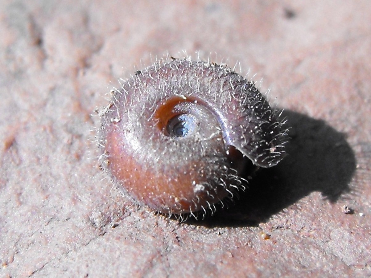 Drepanostoma nautiliforme Porro, 1836