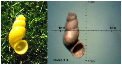 Alzoniella sp.????