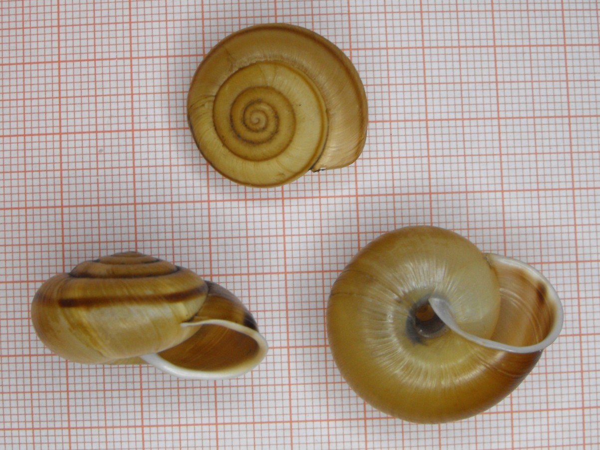 Chilostoma zonatum flavovirens (Dumont & Mortillet, 1852)