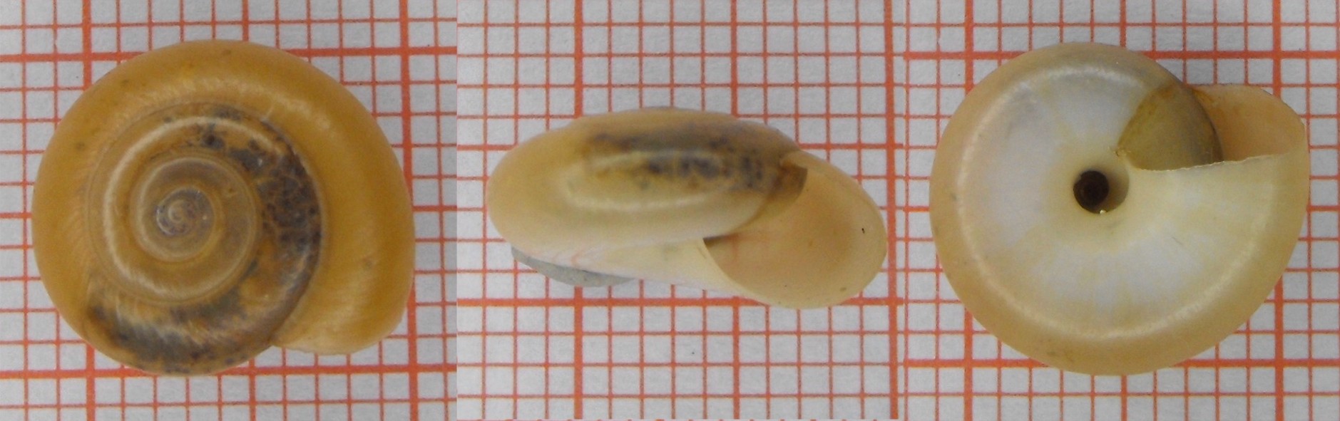 Cornu aspersum? No, Zonitide sp.