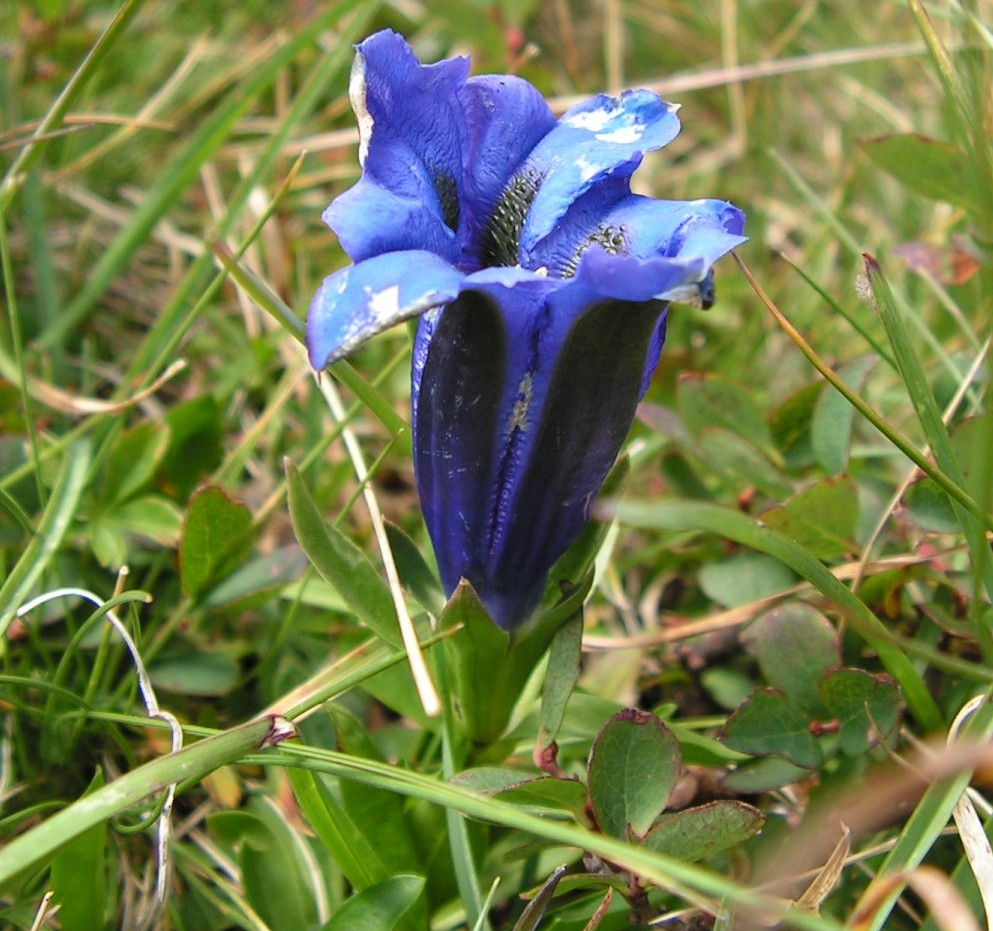 Gentiana acaulis (=Gentiana kochiana) / Genziana acaule