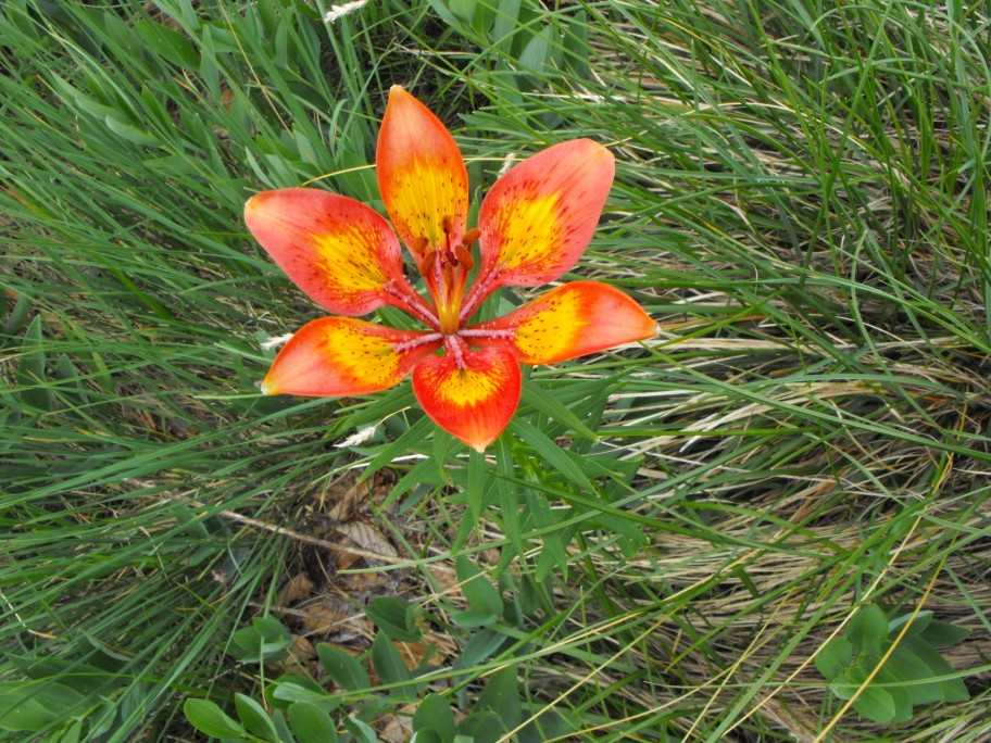 Lilium bulbiferum subsp. croceum