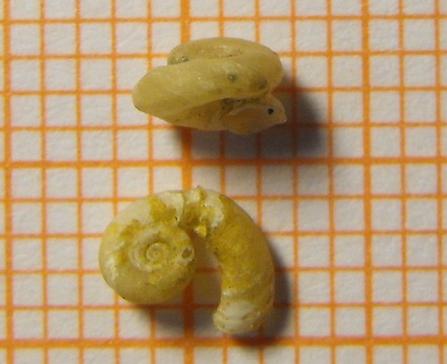 Mostruosit in Gyraulus laevis