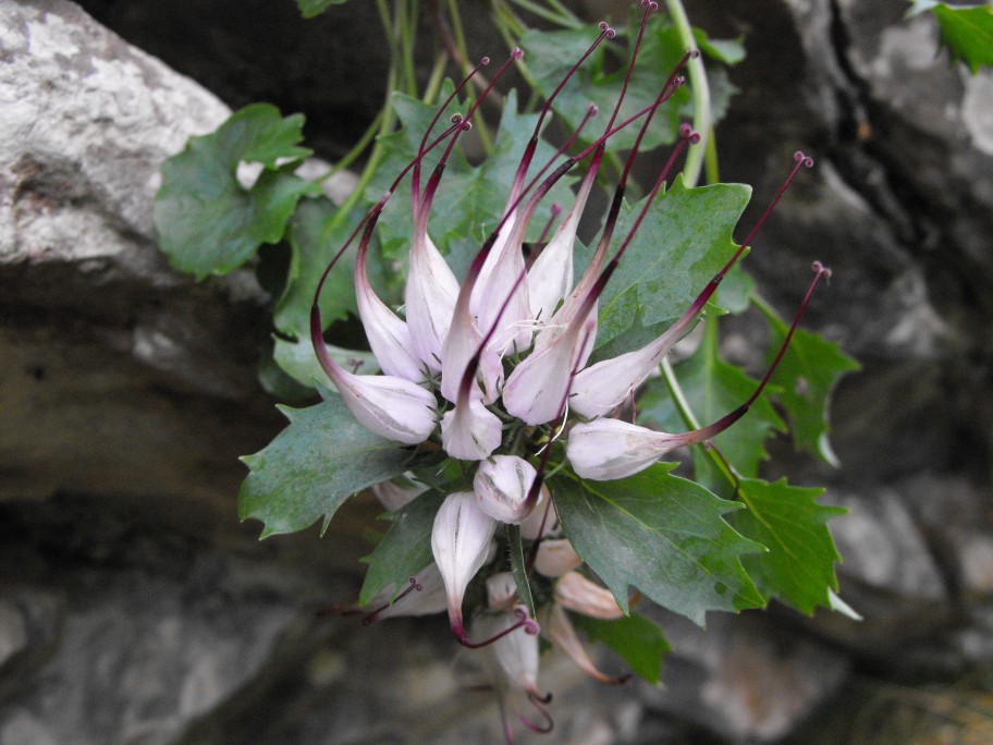 Physoplexis comosa / Raponzolo di roccia