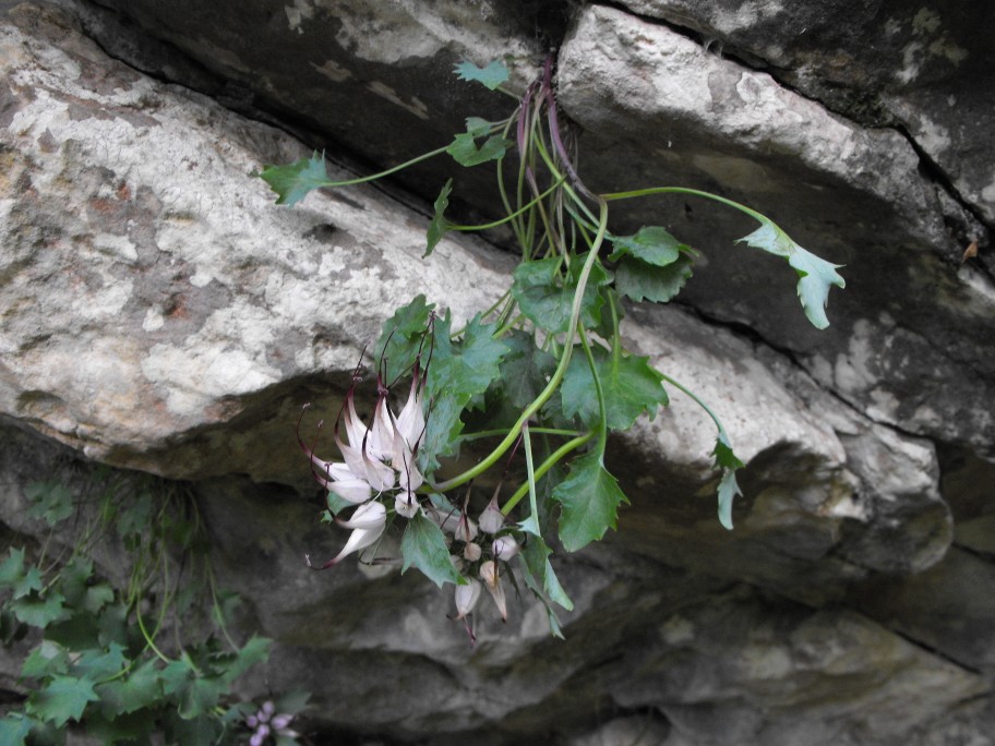 Physoplexis comosa / Raponzolo di roccia
