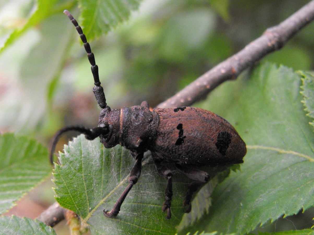 Coleottero da identificare: Herophila tristis