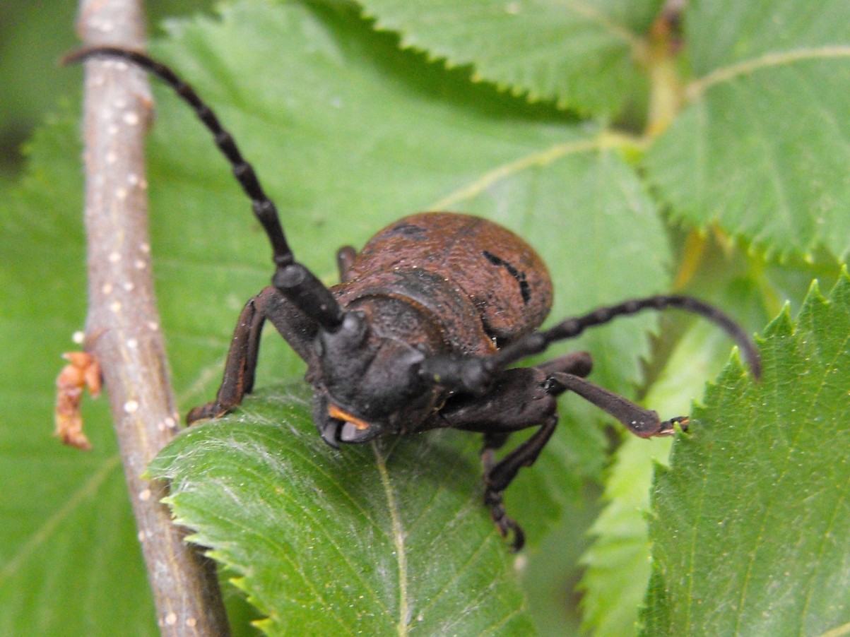 Coleottero da identificare: Herophila tristis