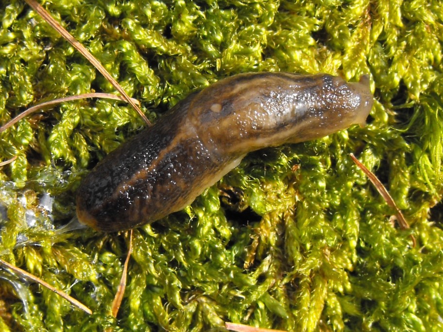 Lehmannia rupicola (Lessona & Pollonera 1882)