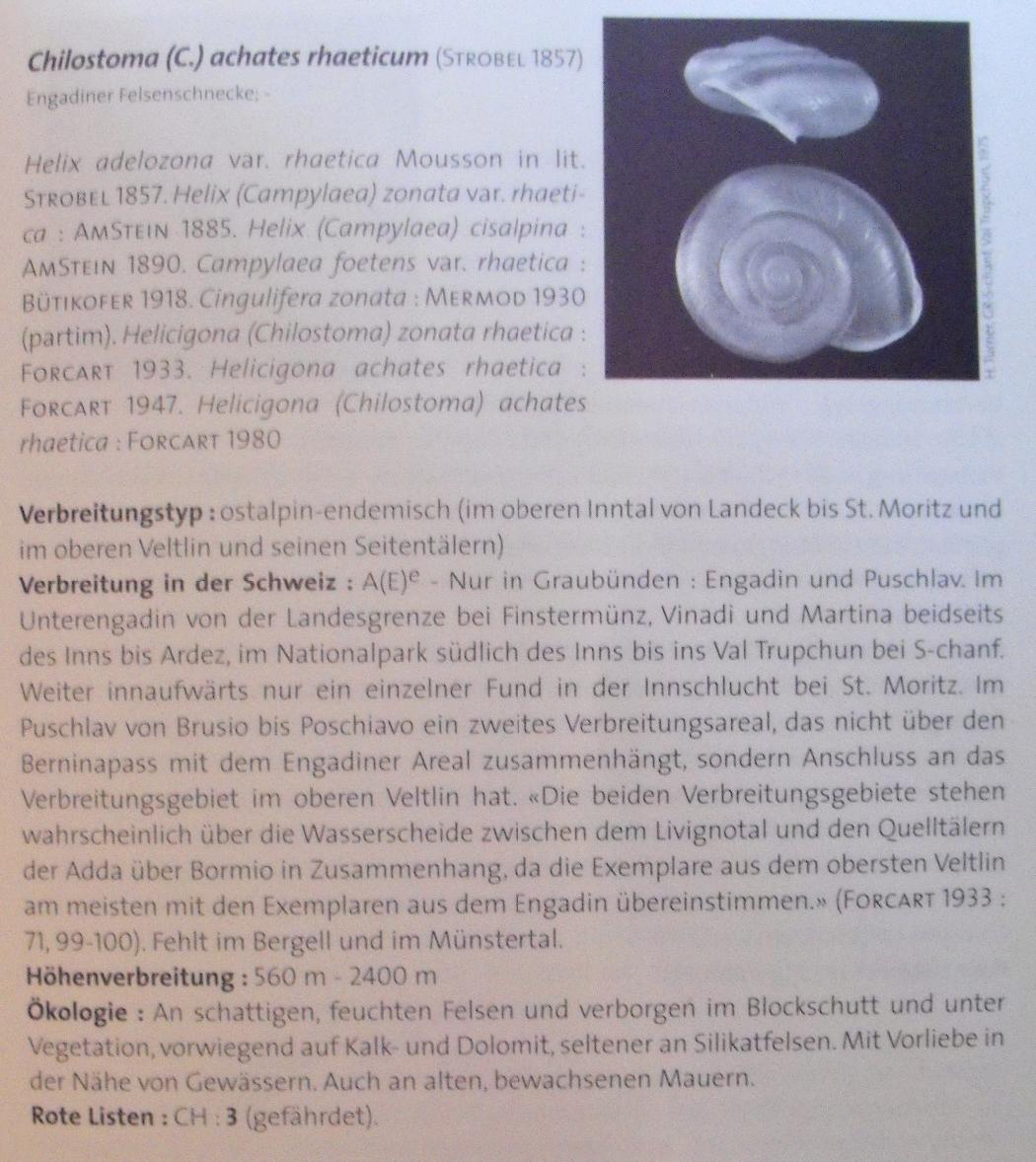 Chilostoma achates raethicum (Strobel, 1857)