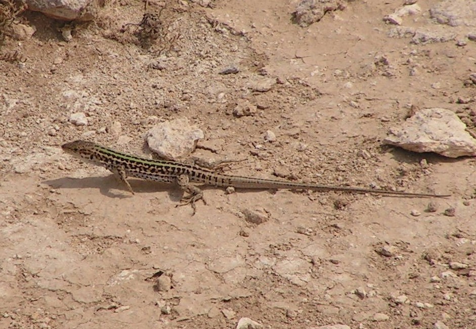 Podarcis sicula sanctinicolai (Taddei, 1949)