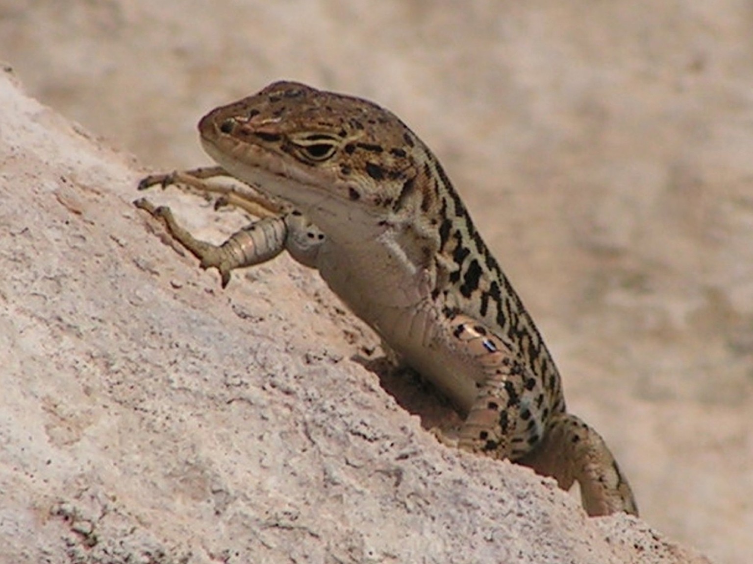 Podarcis sicula sanctinicolai (Taddei, 1949)