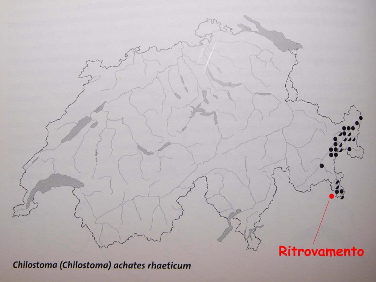 Chilostoma achates raethicum (Strobel, 1857)