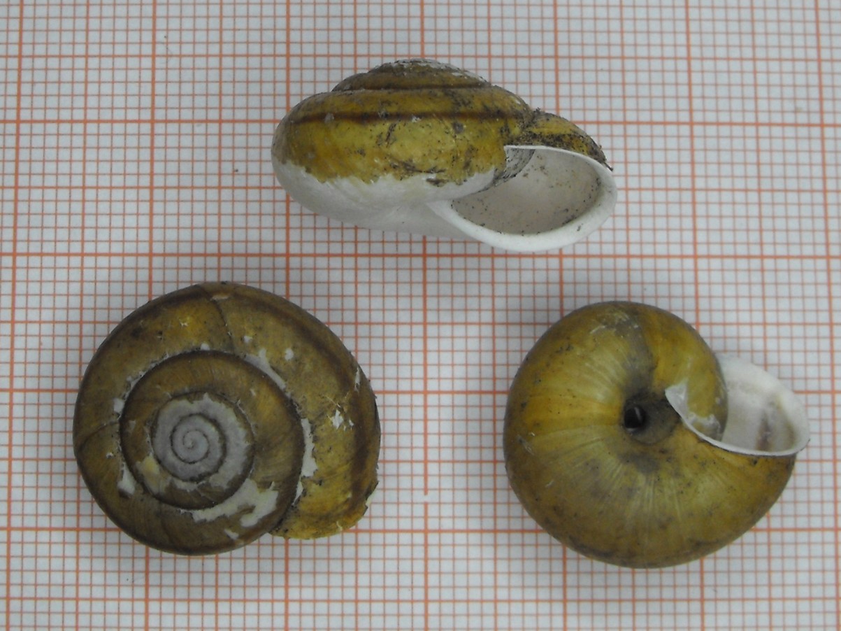 Chilostoma zonatum flavovirens (Dumont & Mortillet, 1852)