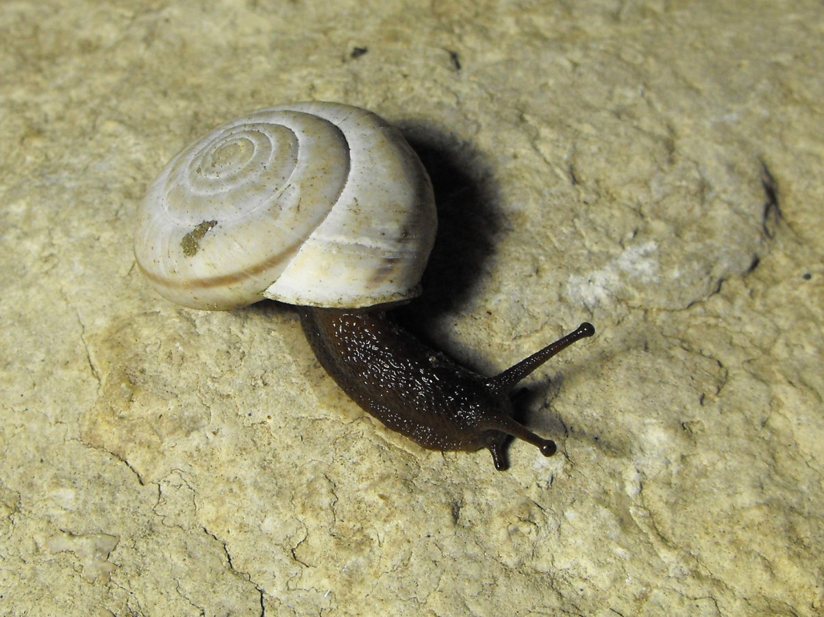 Chilostoma 