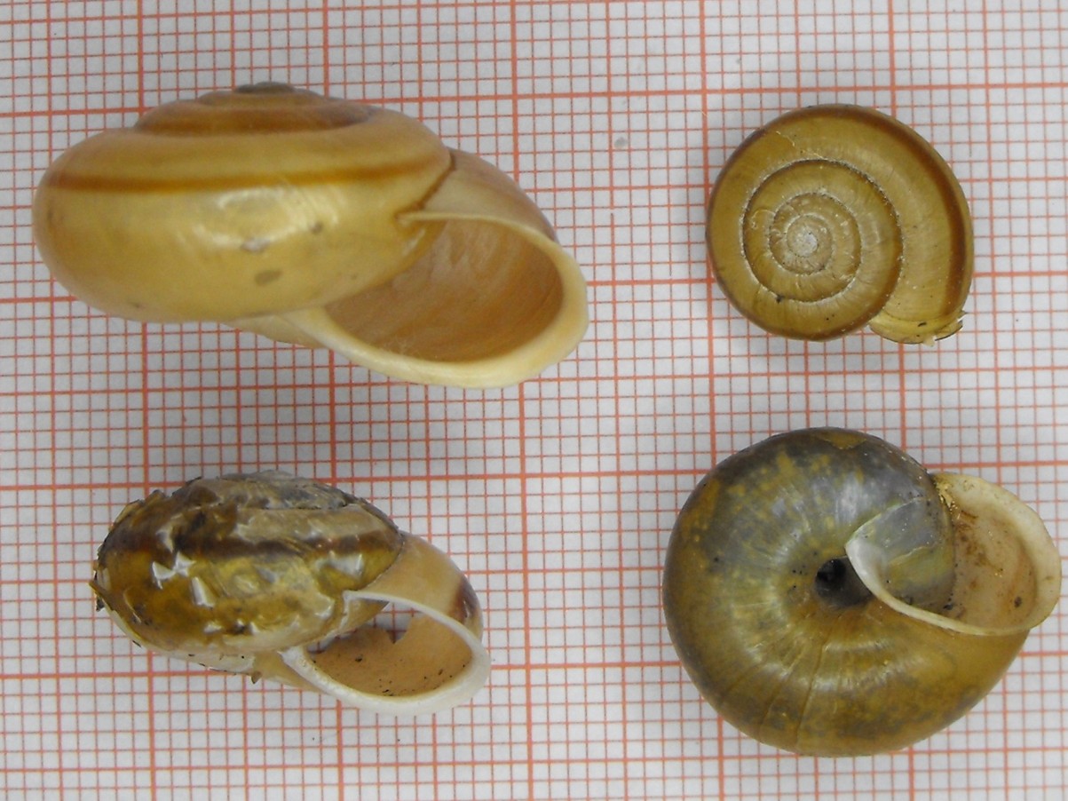 Chilostoma zonatum foetens (Studer, 1820)