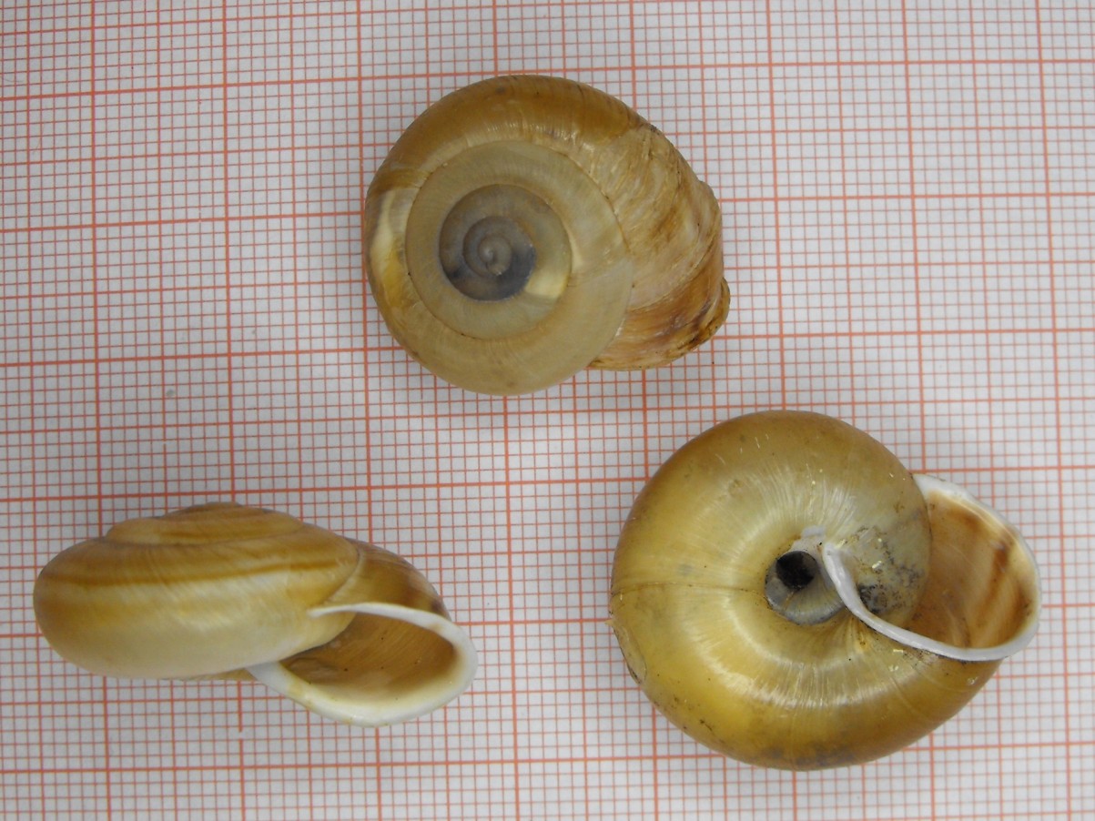 Chilostoma  padanum (Stabile, 1864)