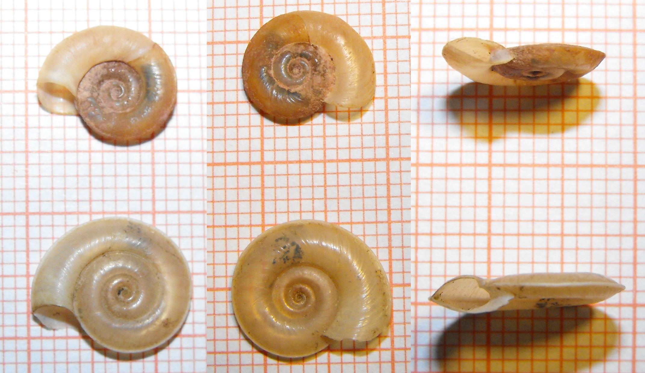 Planorbis planorbis e P. carinatus