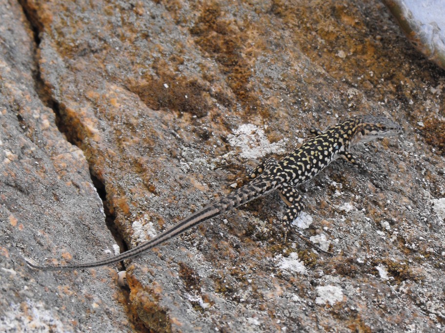 Podarcis sicula tyrrhenica (Mertens,1932)