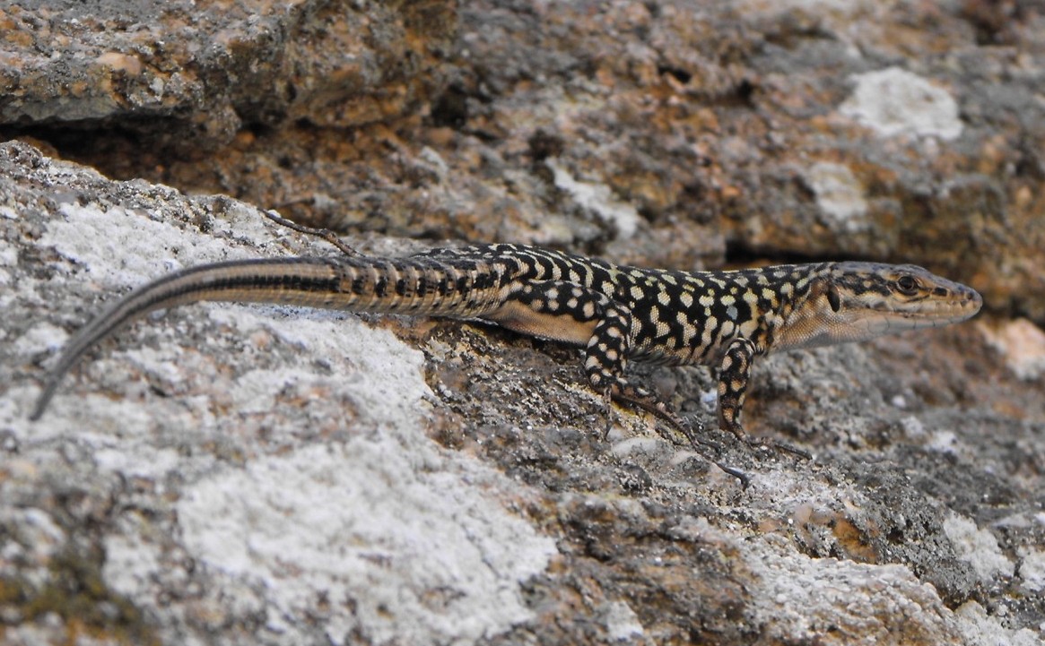 Podarcis sicula tyrrhenica (Mertens,1932)
