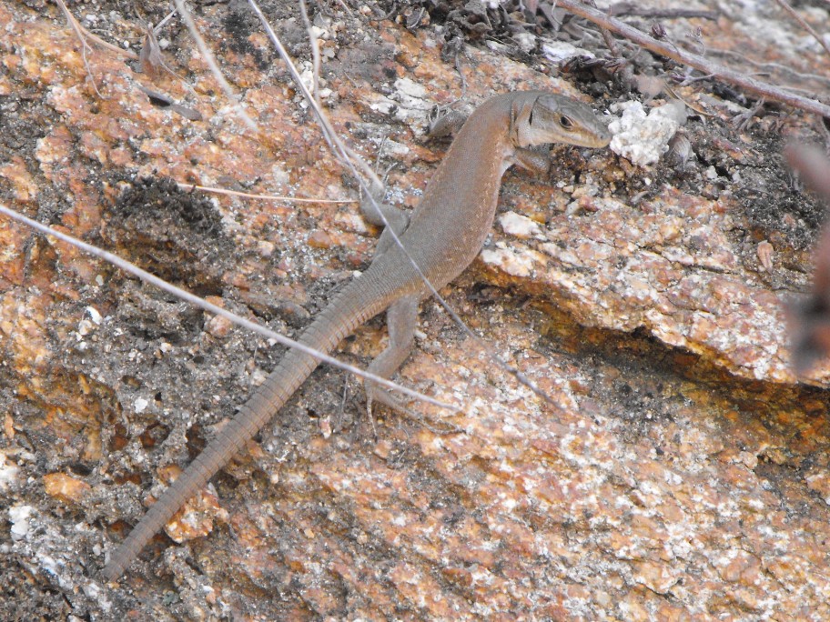 Podarcis sicula tyrrhenica (Mertens,1932)