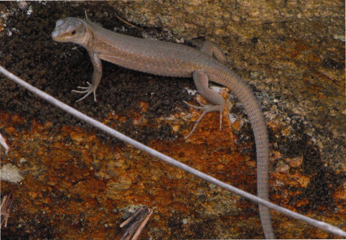 Podarcis sicula tyrrhenica (Mertens,1932)