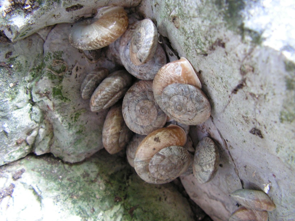 C. cingulatum tigrinum addormentati