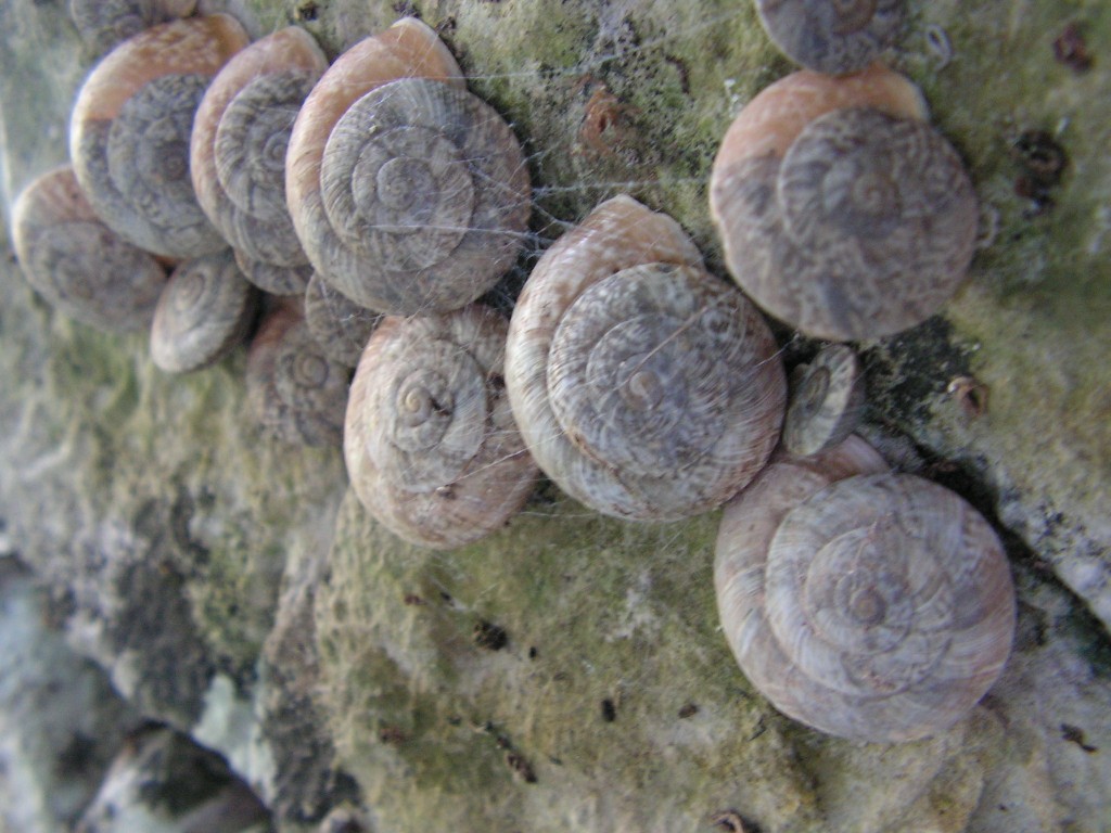 C. cingulatum tigrinum addormentati