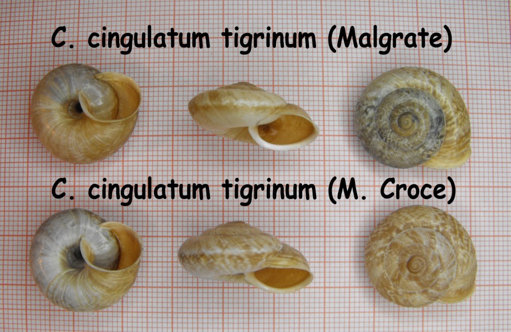 Chilostoma cingulatum tigrinum, un''evoluzione di 150 anni