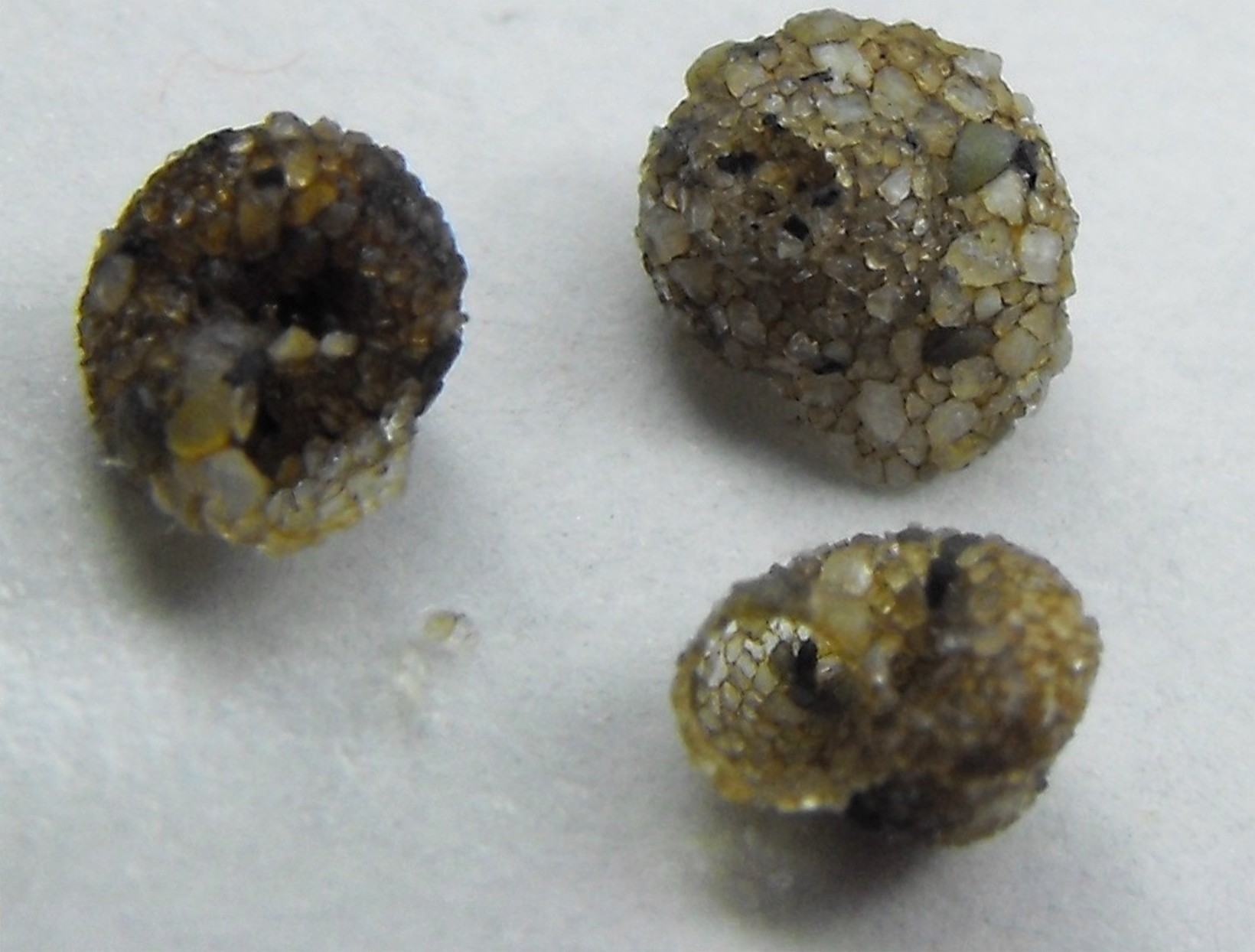 Valvata  agglutinans 	(Tassinari,1858)