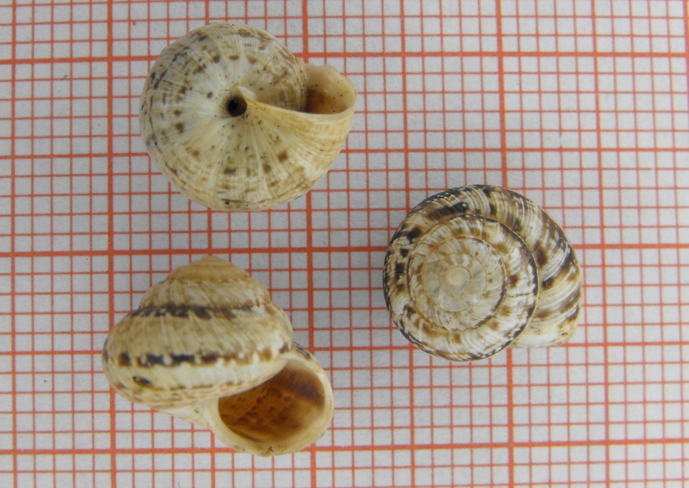 Ichnusomunda sacchii Giusti & Manganelli, 1998