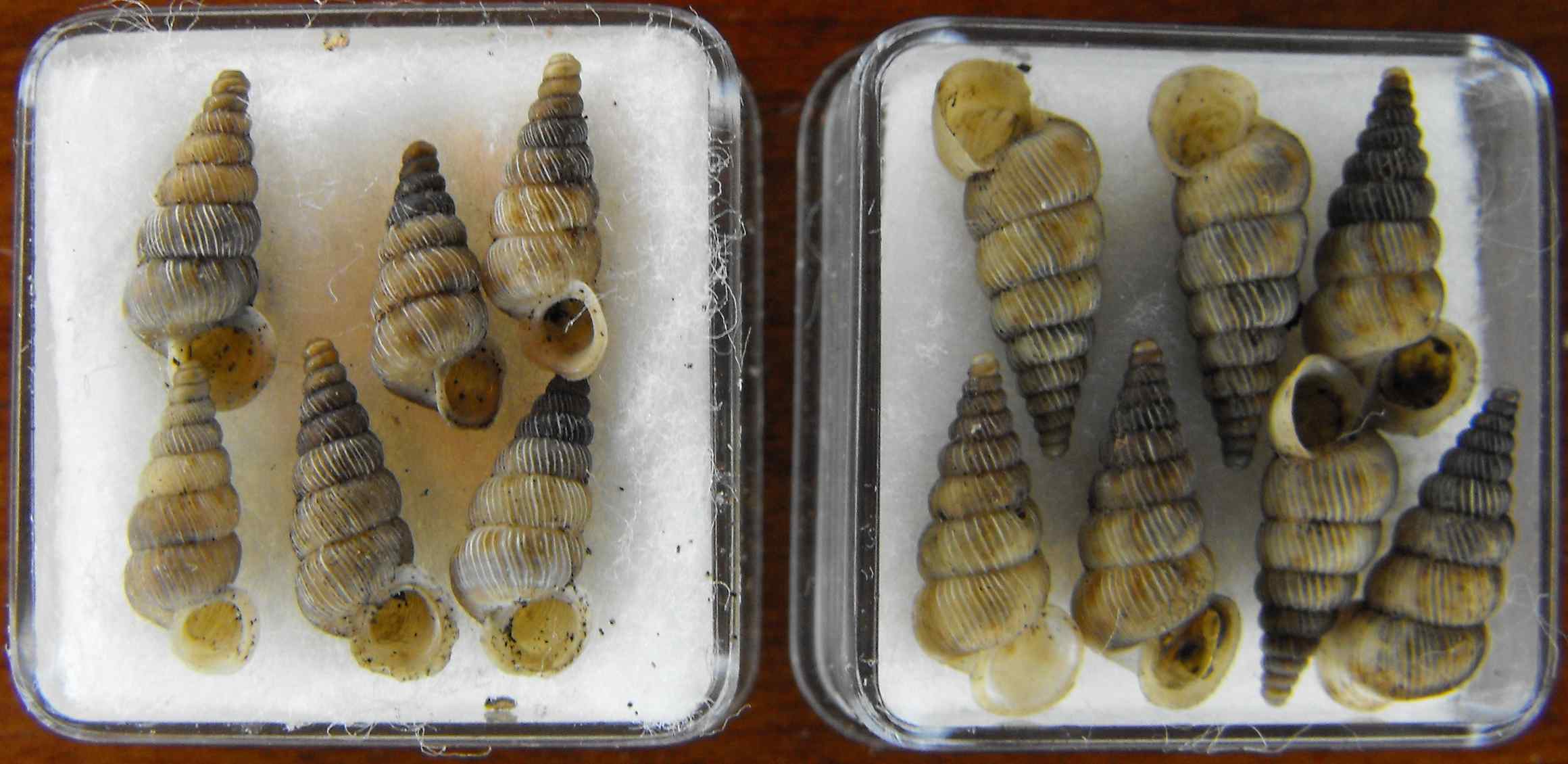 distribuzione di Cochlostoma villae