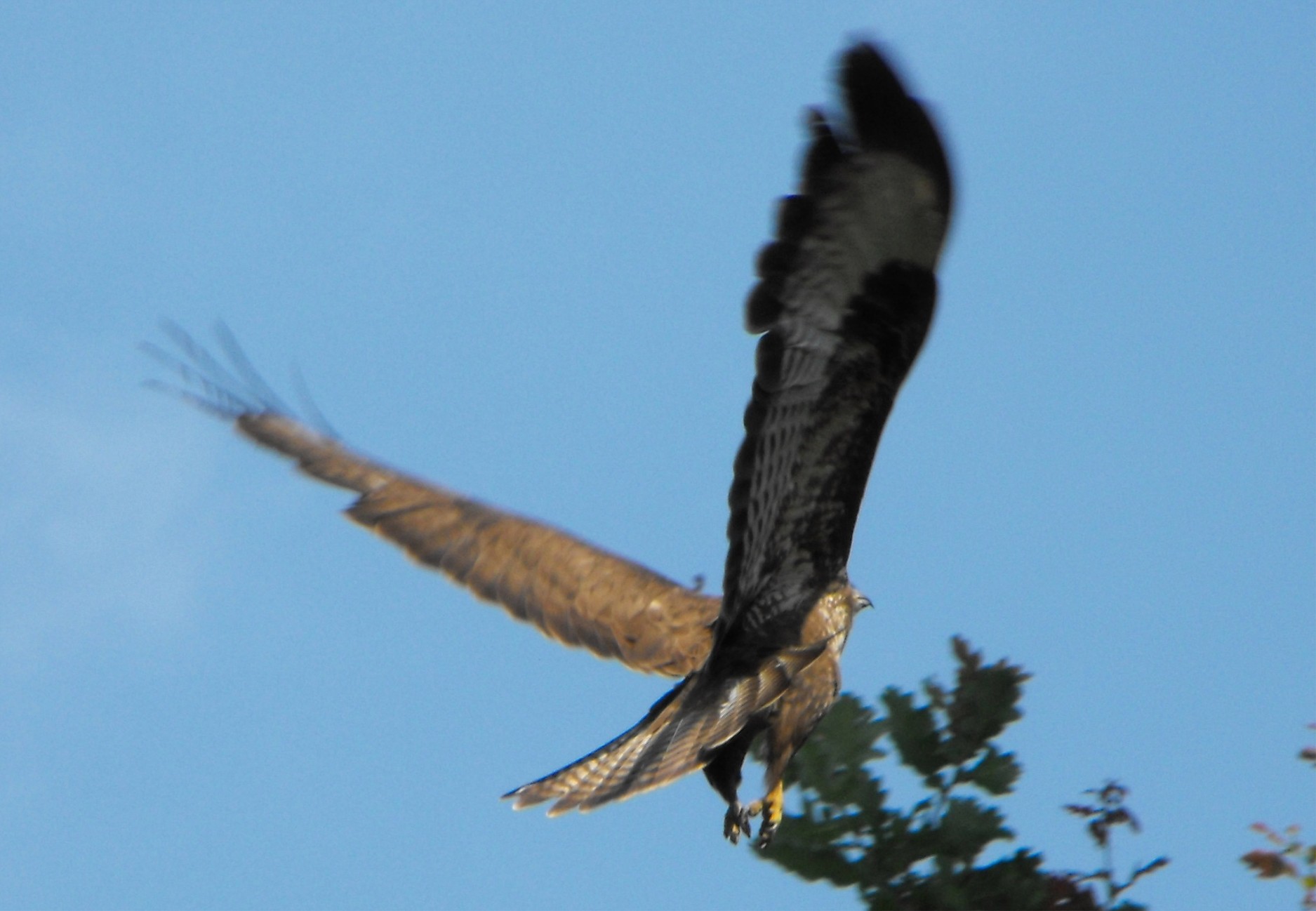 Buteo buteo