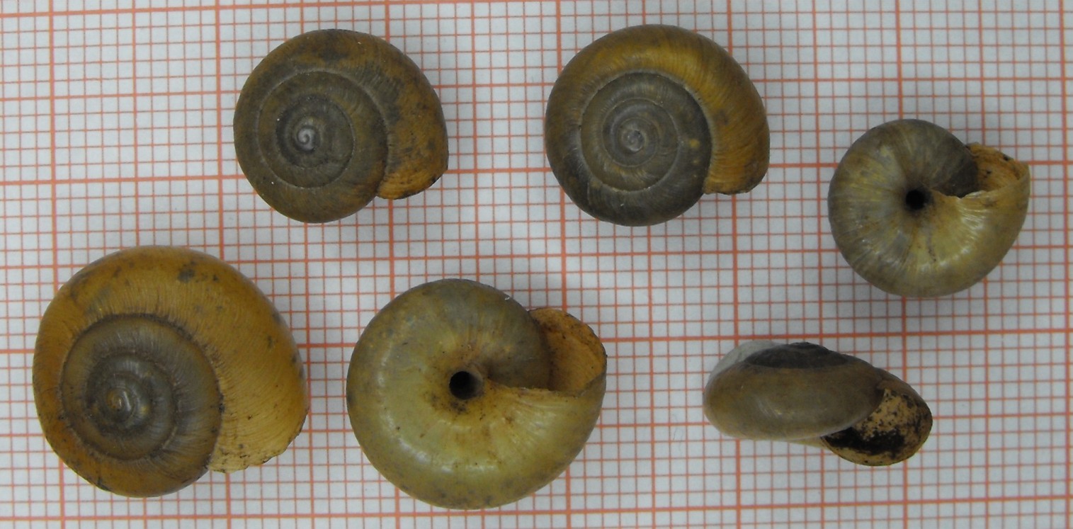 Cornu aspersum? No, Zonitide sp.
