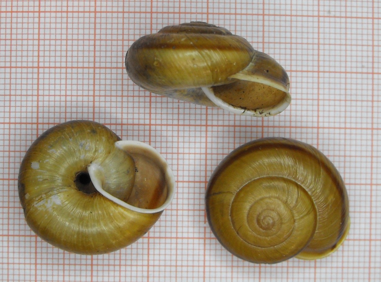 Chilostoma zonatum foetens (Studer, 1820)