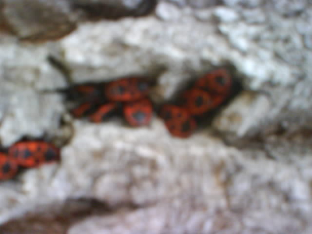 Pyrrhocoridae marchigiani