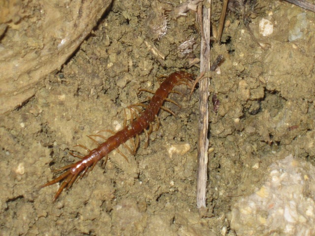 Litomorpho? No. Cryptopidae