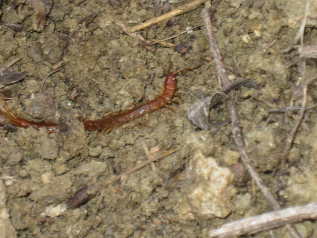 Litomorpho? No. Cryptopidae