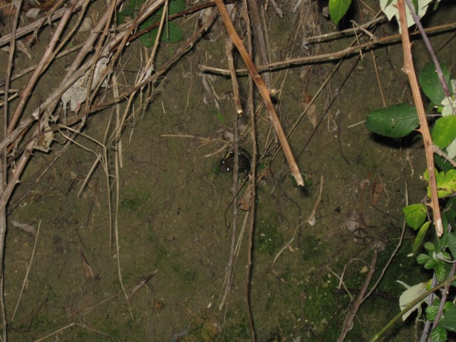 Rana