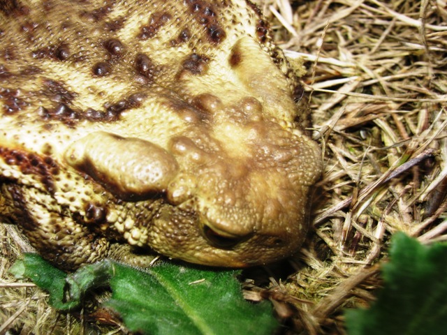 Bufo bufo - Hyla intermedia