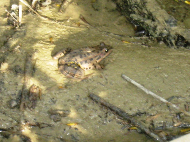 Rana - Pelophylax sp.