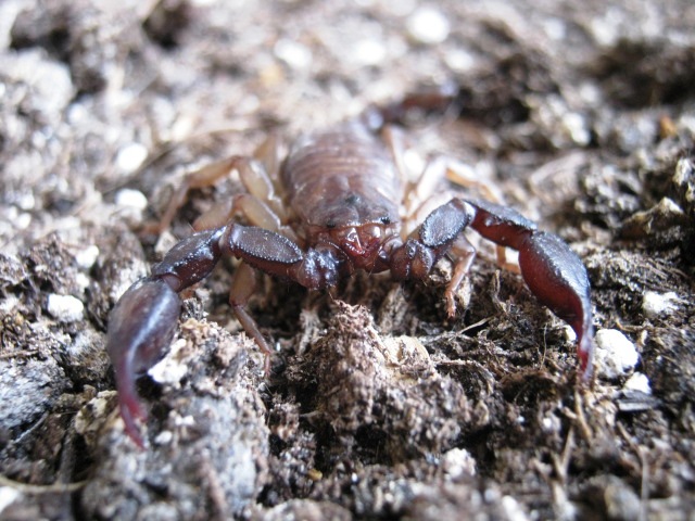 Euscorpius sp.