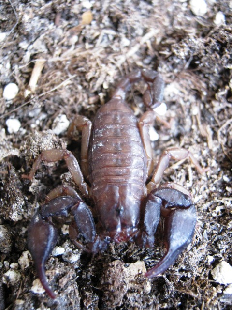 Euscorpius sp.