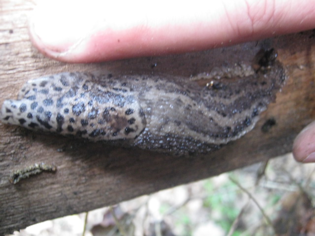 Limax maximus-gruppo da Montefano (MC)