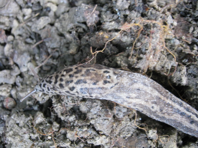 Limax maximus-gruppo da Montefano (MC)