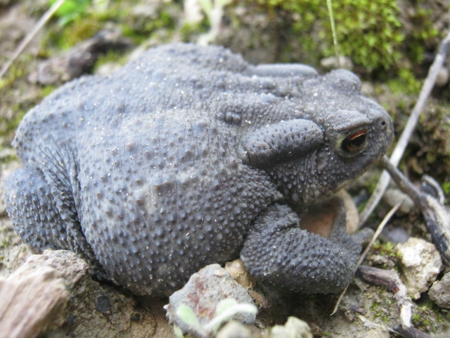 bufo bufo nero