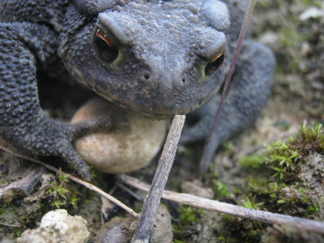 bufo bufo nero