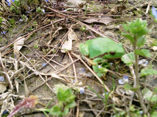 Bufo bufo - Hyla intermedia